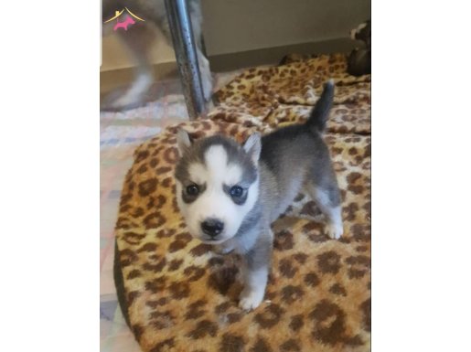 Ev Üretimi Çok Sevimli Husky Yavruları