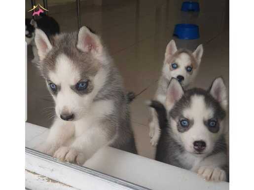 Ev Üretimi Çok Tatlı Husky'ler