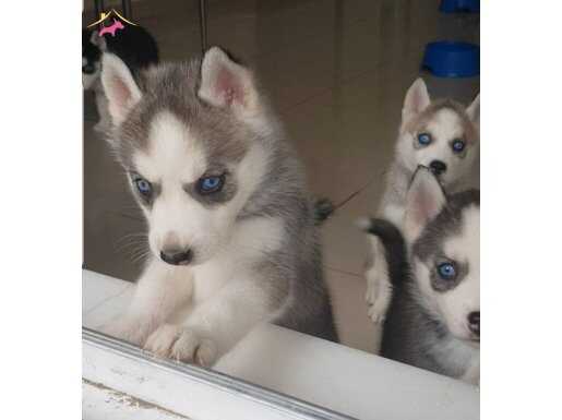 Ev Üretimi Çok Tatlı Husky'ler
