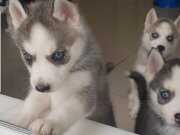 Ev Üretimi Çok Tatlı Husky'ler