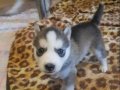 Ev Üretimi Çok Sevimli Husky Yavruları