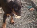 Soyu sopu belli secereli orjinal 50 günlük Dobermanlar