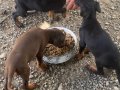 Soyu sopu belli secereli orjinal 50 günlük Dobermanlar