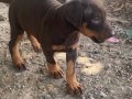 Soyu sopu belli secereli orjinal 50 günlük Dobermanlar