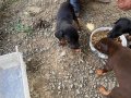 Soyu sopu belli secereli orjinal 50 günlük Dobermanlar