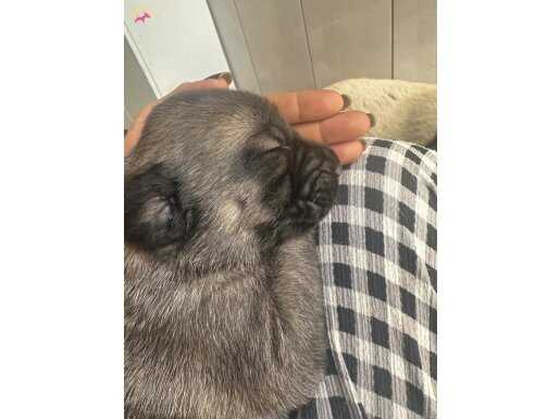 Safkan Kangal Yavruları 