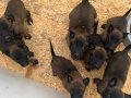 EĞİTİM MERKEZİNDEN YARIŞMA - SINAV KÖPEKLERİ 
