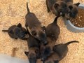 EĞİTİM MERKEZİNDEN YARIŞMA - SINAV KÖPEKLERİ 