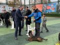 EĞİTİM MERKEZİNDEN YARIŞMA - SINAV KÖPEKLERİ 