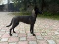 EĞİTİM MERKEZİNDEN YARIŞMA - SINAV KÖPEKLERİ 