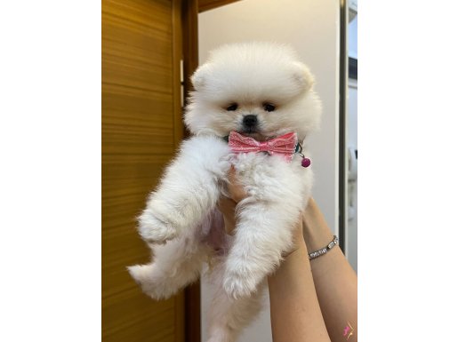 SCR li Ayı Surat Beyaz Pomerian fiyat son bugün 