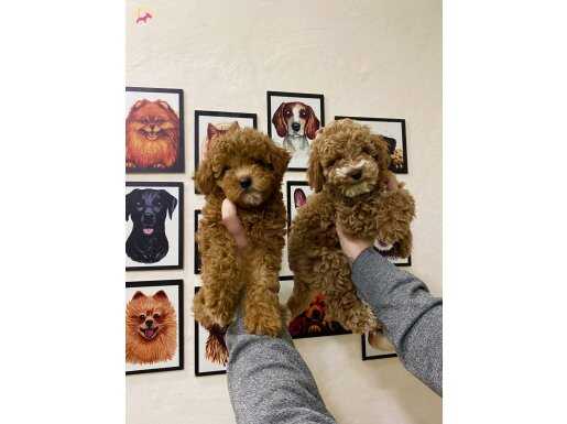 Çok Sevimli ve Oyuncu Toy Poodle Yavrularımız