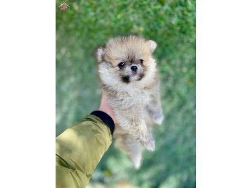 Çok Sevimli ve Oyuncu Pomeranian Yavrularımız