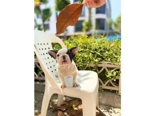 Maskeli French Bulldog Yavrularımız