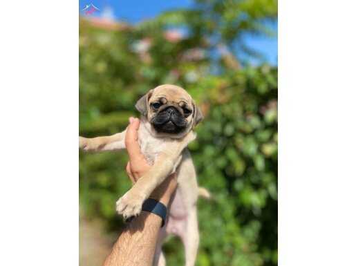 Sevimli ve Şirin Pug Yavrularımız