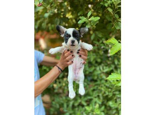 Çok Sevimli ve Oyuncu Maskeli French Bulldog Yavrularımız