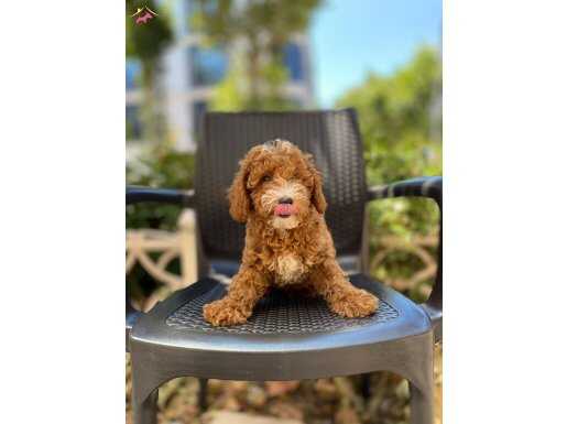 Birbirinden Güzel ve Şirin Poodle Yavrularımız
