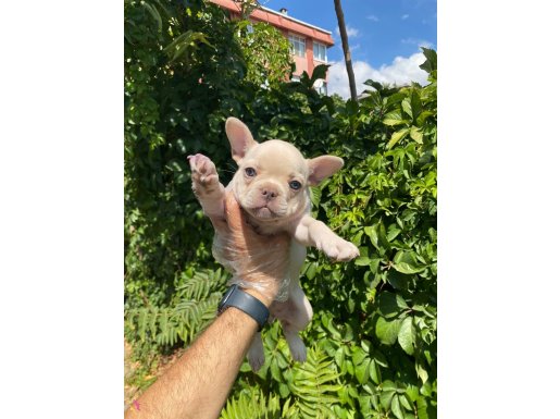 Güzeller Güzeli French Bulldog Yavrularımız