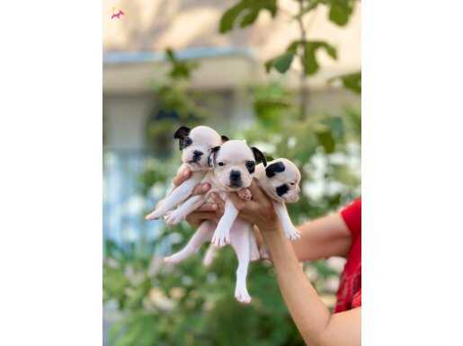 Çok Sevimli Maskeli French Bulldog Yavrularımız