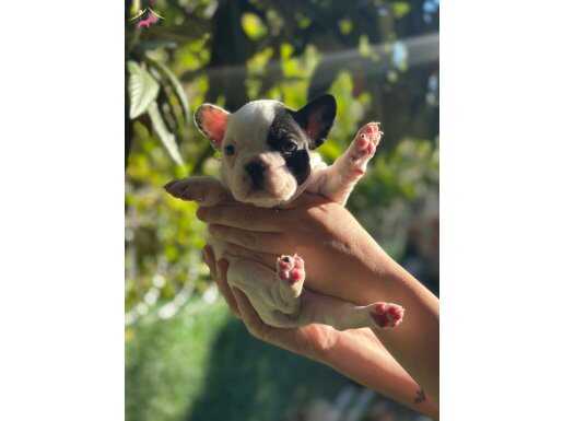 Çok Sevimli ve Oyuncu French Bulldog Yavrularımız
