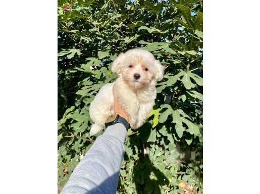 Kar Beyaz Çok Sevimli Maltese Terrier Yavrum