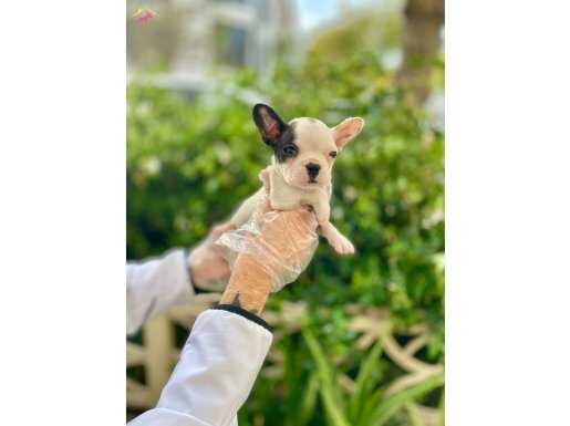 Çok Sevimli Maskeli French Bulldog Yavrularımız