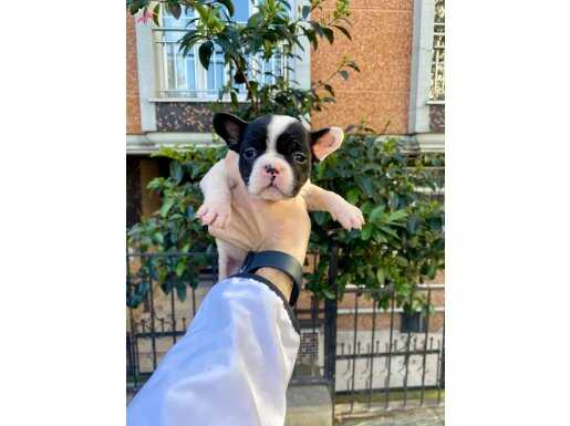 Maskeli Çok Sevimli ve Şirin French Bulldog Yavrularımız