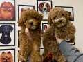Çok Sevimli ve Oyuncu Toy Poodle Yavrularımız