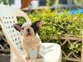 Maskeli French Bulldog Yavrularımız