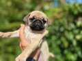 Sevimli ve Şirin Pug Yavrularımız