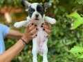 Çok Sevimli ve Oyuncu Maskeli French Bulldog Yavrularımız