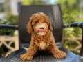 Birbirinden Güzel ve Şirin Poodle Yavrularımız
