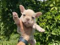 Güzeller Güzeli French Bulldog Yavrularımız