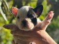 Çok Sevimli ve Oyuncu French Bulldog Yavrularımız