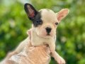 Çok Sevimli Maskeli French Bulldog Yavrularımız