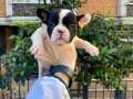 Maskeli Çok Sevimli ve Şirin French Bulldog Yavrularımız