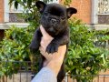 Birbirinden Sevimli ve Oyuncu French Bulldog Yavrularımız 