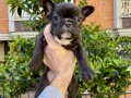 Birbirinden Sevimli ve Oyuncu French Bulldog Yavrularımız 