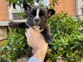 Birbirinden Sevimli ve Oyuncu French Bulldog Yavrularımız 