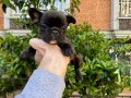 Birbirinden Sevimli ve Oyuncu French Bulldog Yavrularımız 