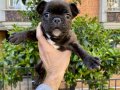 Birbirinden Sevimli ve Oyuncu French Bulldog Yavrularımız 