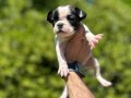Çok Sevimli Şirin ve Oyuncu French Bulldog Yavrularımız 
