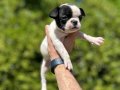 Çok Sevimli Şirin ve Oyuncu French Bulldog Yavrularımız 