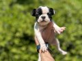 Çok Sevimli Şirin ve Oyuncu French Bulldog Yavrularımız 