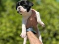 Çok Sevimli Şirin ve Oyuncu French Bulldog Yavrularımız 