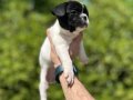 Çok Sevimli Şirin ve Oyuncu French Bulldog Yavrularımız 