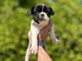 Çok Sevimli Şirin ve Oyuncu French Bulldog Yavrularımız 