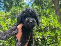 Birbirinden Sevimli Black Toy Poodle Yavrularımız 