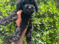 Birbirinden Sevimli Black Toy Poodle Yavrularımız 