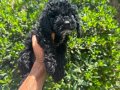 Birbirinden Sevimli Black Toy Poodle Yavrularımız 